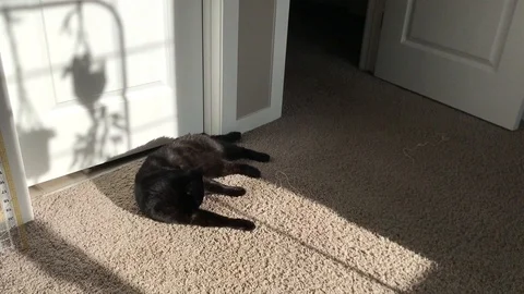 Black cat sun bathing and stretch Stock Footage 126423103
