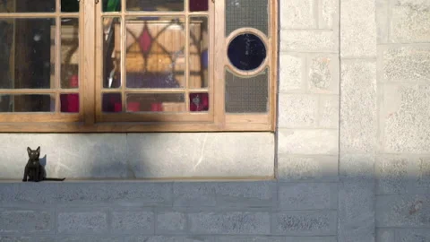 Black cat sunbathing on a ledge in Mount Athos, Greece Stock Footage 330187950