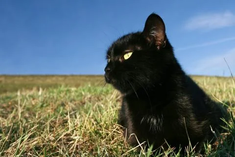 Black cat at sunset in the grass Stock Photos