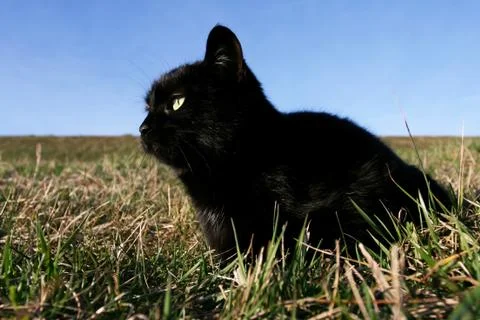 Black cat at sunset in the grass Stock Photos