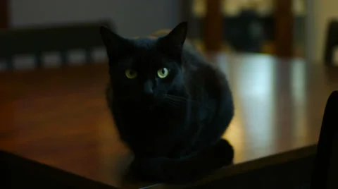 Black Cat on Table Video stock 32884385