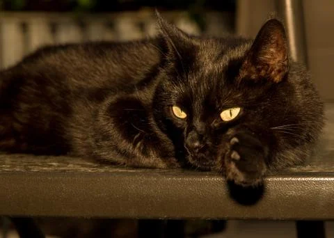 Black Cat on Table Stock Photos