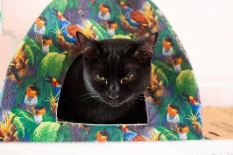 Black Cat in Tent Stock Photos