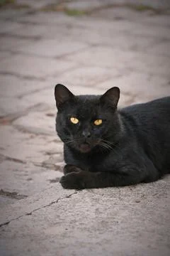 Black cat tilting head back while lying on stone Stock Photos