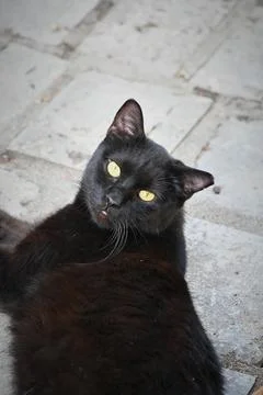Black cat tilting head back while lying on stone Stock Photos
