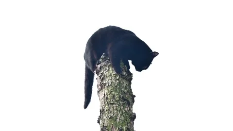 Black cat on top climbing a tree tries to get off Stock Footage 148693339