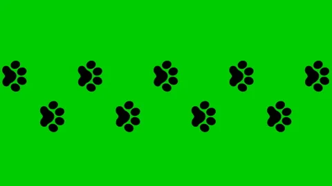 Black cat tracks green Stock Footage 221642448