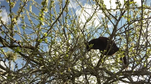 Black cat on a tree that blooms in spring. Stock Footage 306700784