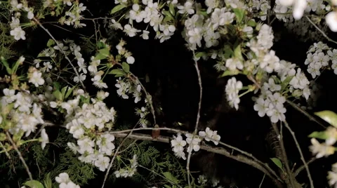 Black cat on the tree eating bug Stock Footage 63292761