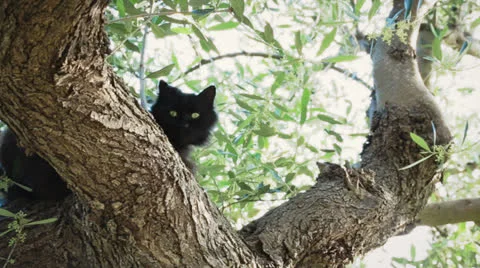 Black cat on a tree Stock Footage 23772600