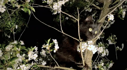 Black cat on the tree Stock Footage 63293195