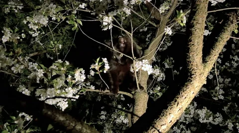 Black cat on the tree Stock Footage 63293429