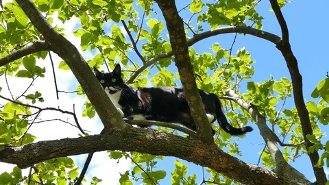 Black cat on the tree Stock Footage 130076852