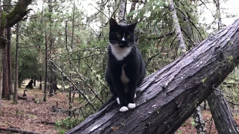 Black Cat on Tree Stock Footage 296073574