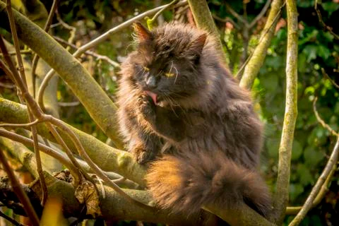 Black cat on tree. Stock Photos