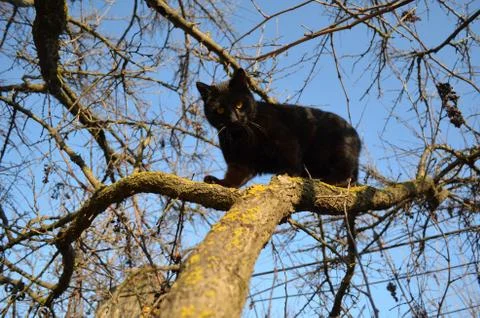 Black cat on a tree Stock Photos