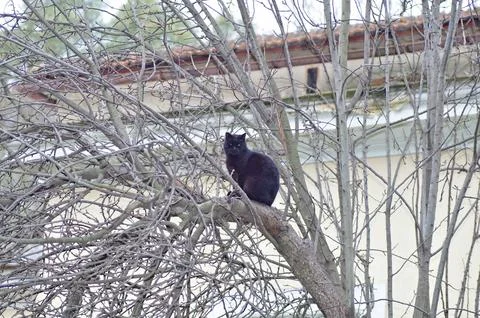 Black cat on tree Stock Photos