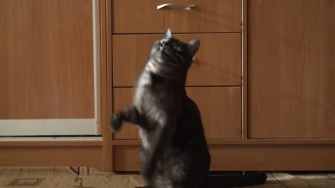 A black cat is trying to catch a toy. home games Video stock 258334060