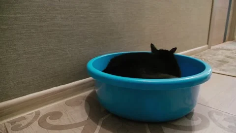 A black cat is trying to hide in an empty blue basin and then peeps out of it Stock Footage 133431190