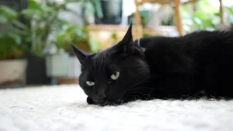 Black cat trying to take a nap Stock Footage 246648903