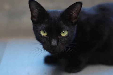 The black cat that turned to the left had sharp eyes Stock Photos