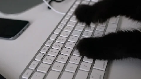 Black cat is typing text on a computer keyboard Stock Footage