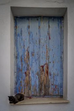 Black cat under blue rustic shutters Stock Photos
