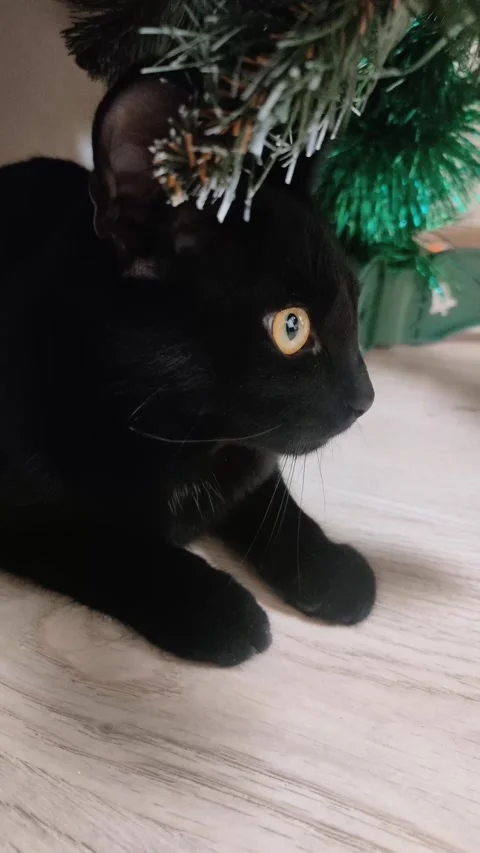 Black cat under the Christmas tree Stock Footage 227026932