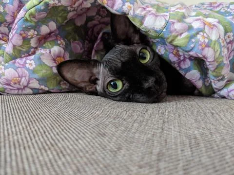 Black Cat under the covers Stock Photos