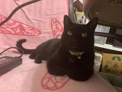 Black cat under the table  Foto stock