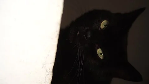 Black cat upon a balcony. Almost sleeping animal. Stock Footage 141707090