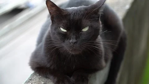 Black cat upon a wall posing to the camera. Stock Footage 148252517