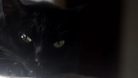 Black cat upon a wall posing to the camera. Stock Footage 154521459