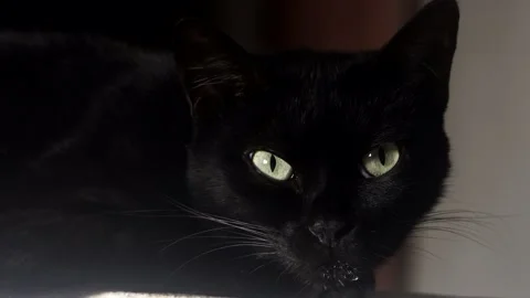 Black cat upon a wall posing to the camera. Stock Footage 154521460