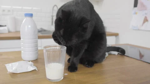 Black cat using his paw to reach for milk in a glass 3 Video stock 170770164