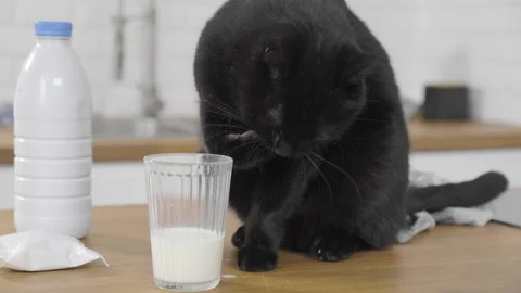 Black cat using his paw to reach for milk in a glass 2 Stock Footage 170770557
