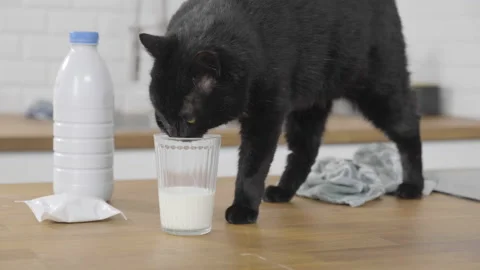 Black cat using his paw to reach for milk in a glass Stock Footage 170770765