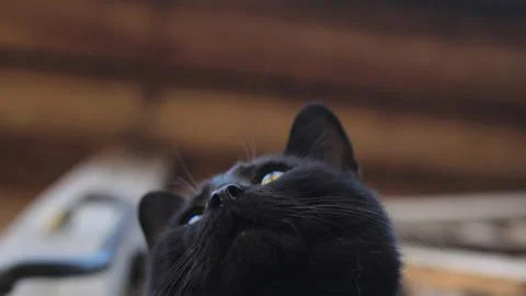 Black cat, view from below Stock-Fotos