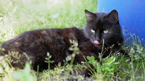 Black Cat Waking Up in the Grass Stock-Footage 293197982