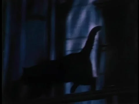 Black cat walking across building ledge at night Vídeos de archivo 260254541