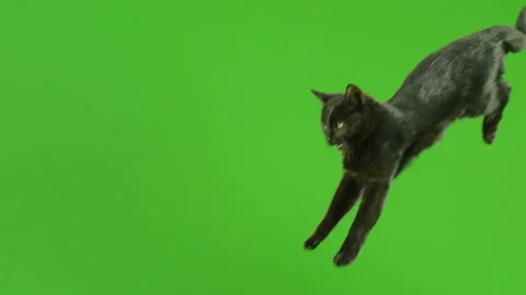 Black Cat walking and jumping on green screen Stock Footage 132316807