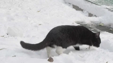 Black cat walking and looking in the snow in winter Stock Footage 261784235