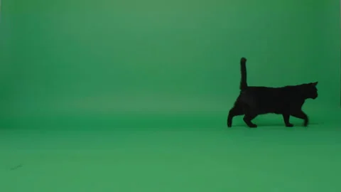 Black cat walking around Stock Footage 162374360