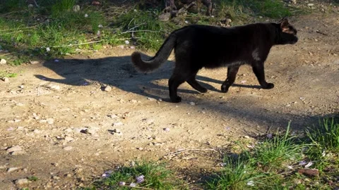 Black cat walking calmly through the countryside Stock Footage 329519219