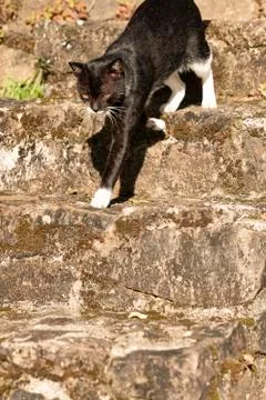 Black Cat Walking down stone staircase Stock Photos