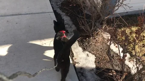 Black cat walking Stock Footage 126423086