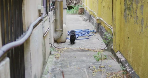 Black cat walking Stock Footage 143095592