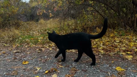 Black Cat Walking on a Forest Path 動画素材 320524744
