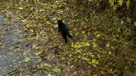 Black Cat Walking on a Forest Path 動画素材 320524900