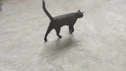 A black cat is walking forward on the cement Stock Footage 310313091